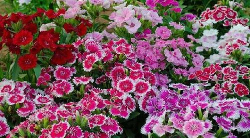 陽臺精品之美國石竹 花香襲人，花態優美的養花入門選擇