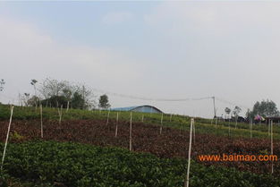 來(lái)賓園林綠化工程 南寧提供可信賴(lài)的廣西園林綠化工程,來(lái)賓園林綠化工程 南寧提供可信賴(lài)的廣西園林綠化工程生產(chǎn)廠家,來(lái)賓園林綠化工程 南寧提供可信賴(lài)的廣西園林綠化工程價(jià)格