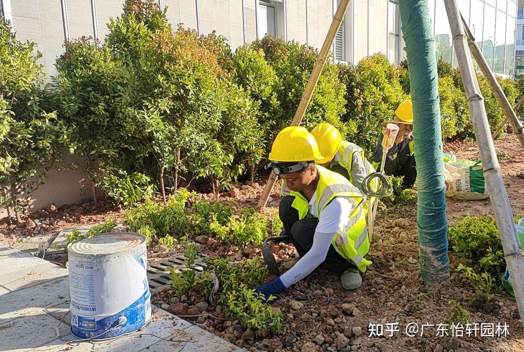 因園林綠化工程施工不當所引發的養護問題