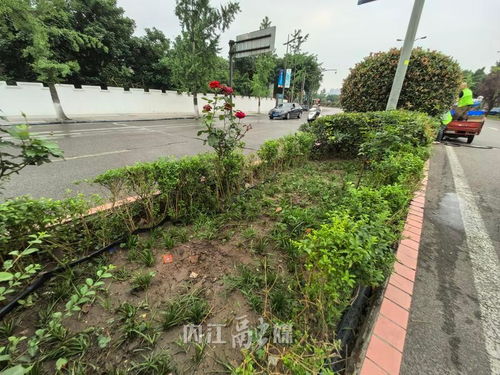 不文明行為曝光臺(tái)丨城區(qū)綠化花卉被盜800余株,園林部門呼吁愛(ài)護(hù)公共綠植