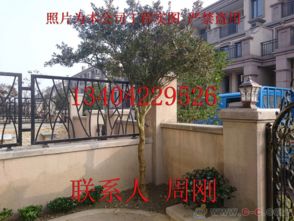 蘇州園林綠化 從設(shè)計、施工到養(yǎng)護的古典與現(xiàn)代融合之道