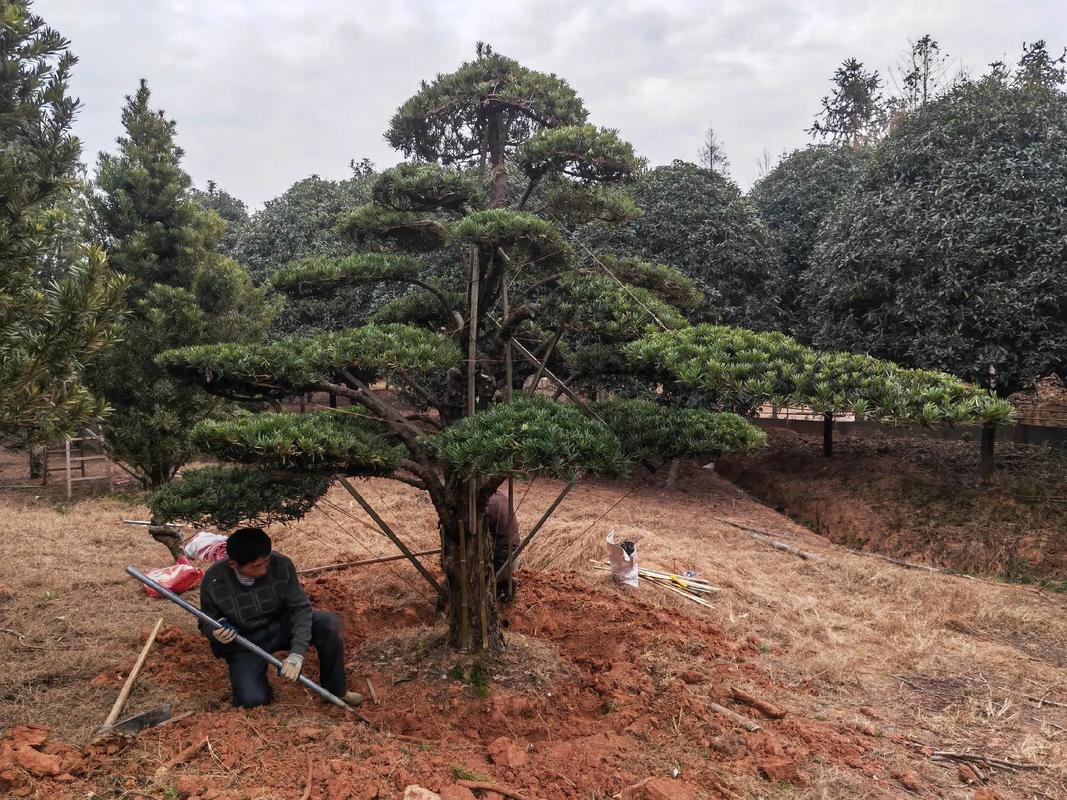 樂安縣古樟灣四季花海 園林綠化與體育設(shè)施一體化建設(shè)施工現(xiàn)場紀(jì)實